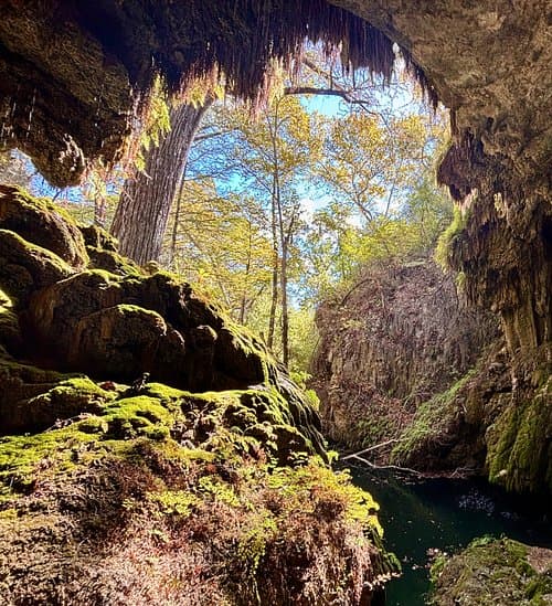 Sunlit forest viewed from inside a mossy cave in Central Texas